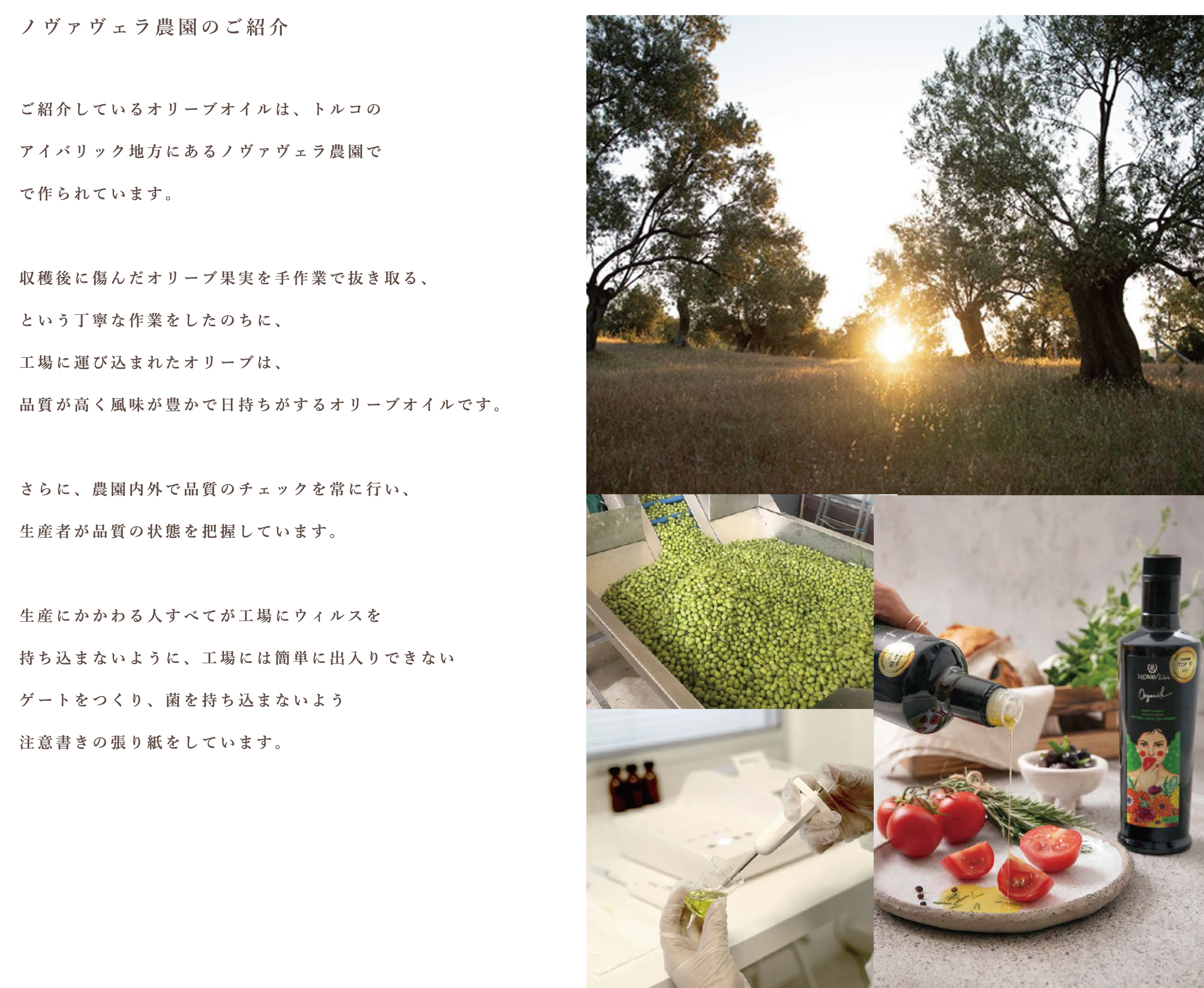 オリーブオイルについて