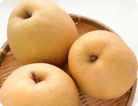 鳥取県産王秋梨（3.5kg）