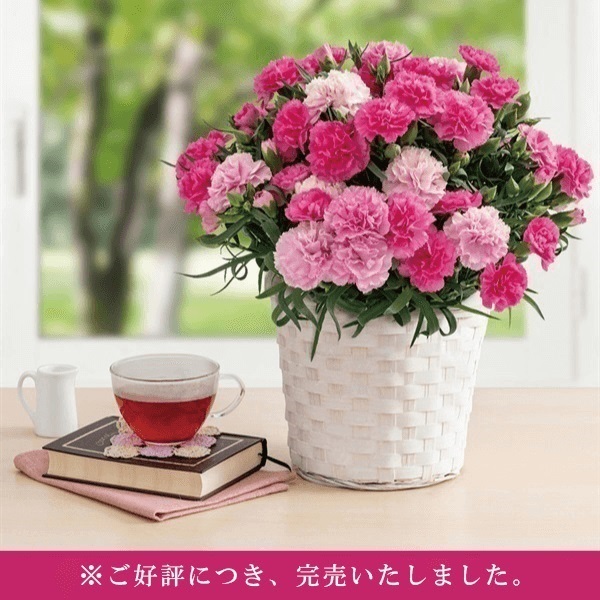 数量限定/送料無料】＜母の日限定ギフト＞カーネーション(5号鉢