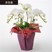 ホシファーム ミディ胡蝶蘭5本立て 「白」6号鉢<リゾートトラストセレクション>(【赤包装】白6号鉢-FMK-05D)