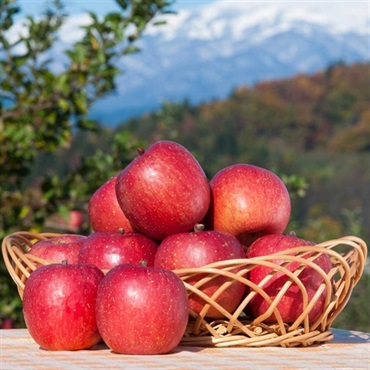 【お歳暮フェア2025】いずみ会の山形県産サンふじ［2kg］＜リゾートトラストセレクション＞