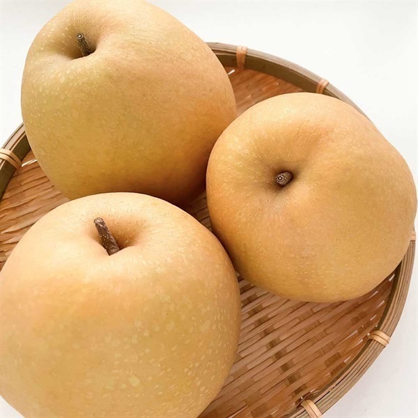 【お歳暮フェア2025】鳥取県産 王秋梨［3.5kg］＜リゾートトラストセレクション＞